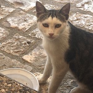 Meet your Posher, Italian cinema today